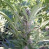 MANGO · K.C.Brains Seeds · cannabis seeds · Fem