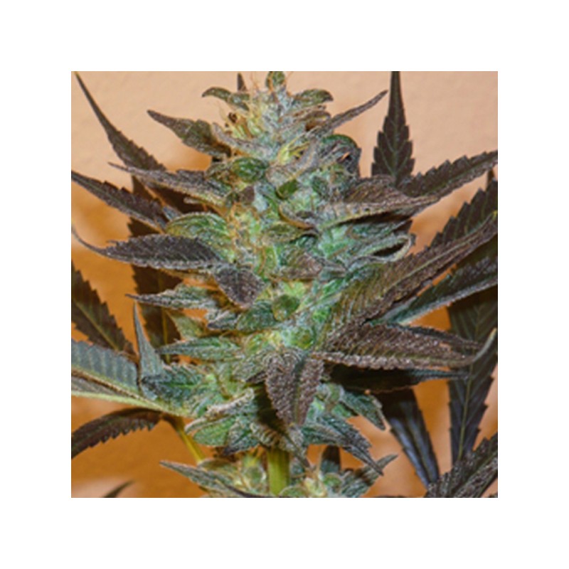 MIND BENDER · K.C.Brains Seeds · semi di canapa indiana · Fem