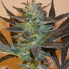 MIND BENDER · K.C.Brains Seeds · semi di canapa indiana · Fem