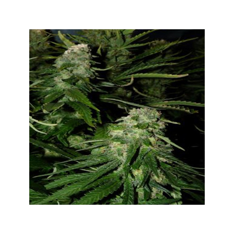 NORTHERN LIGHTS SPECIAL · K.C.Brains Seeds · semi di canapa indiana · Fem