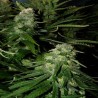 NORTHERN LIGHTS SPECIAL · K.C.Brains Seeds · semi di canapa indiana · Fem
