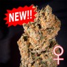 SPACE MANGO AUTO · K.C.Brains Seeds · cannabis seeds · AutoFem