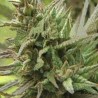 SPOTANICA · K.C.Brains Seeds · semi di canapa indiana · Fem