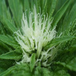 SWEET DREAMS · K.C.Brains Seeds · cannabis samen · Fem