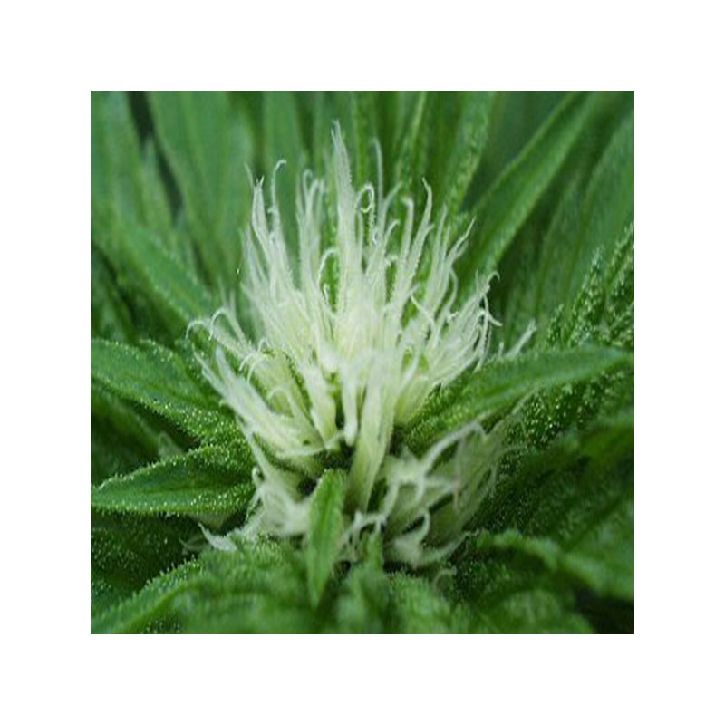SWEET DREAMS · K.C.Brains Seeds · semi di canapa indiana · Fem