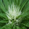 SWEET DREAMS · K.C.Brains Seeds · semi di canapa indiana · Fem