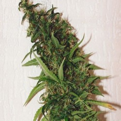 SWISS XT · K.C.Brains Seeds · kaufen cannabis samen · Fem