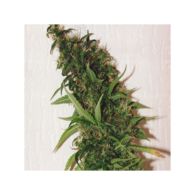 SWISS XT · K.C.Brains Seeds · semi di canapa indiana · Fem