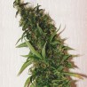 SWISS XT · K.C.Brains Seeds · semi di canapa indiana · Fem