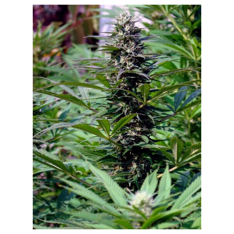 TNR · K.C.Brains Seeds · semi di canapa indiana · Fem