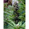 TNR · K.C.Brains Seeds · semi di canapa indiana · Fem