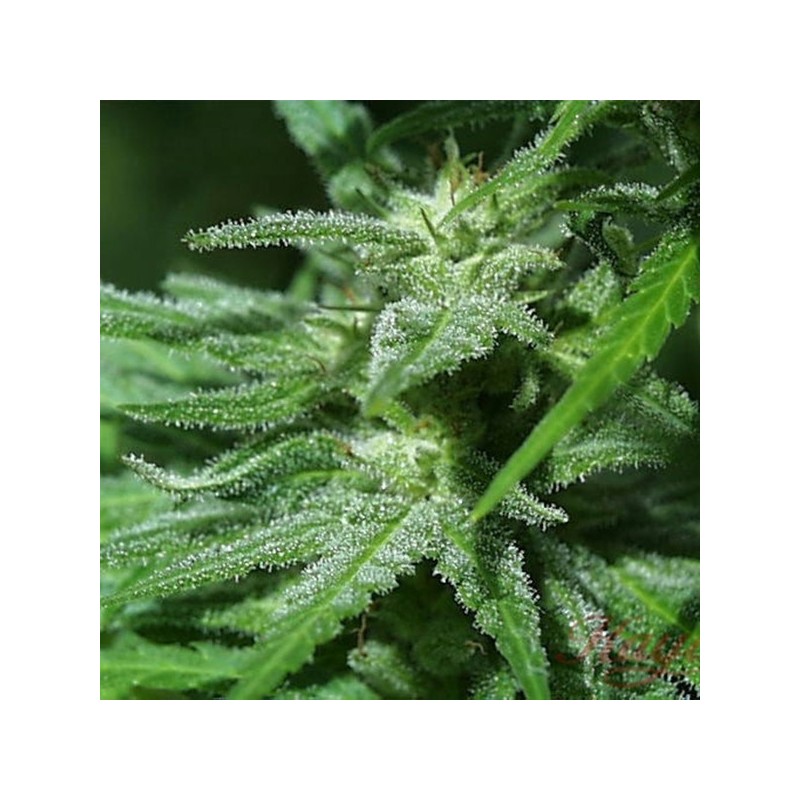 WHITE KC · K.C.Brains Seeds · semi di canapa indiana · Fem