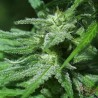 WHITE KC · K.C.Brains Seeds · semi di canapa indiana · Fem