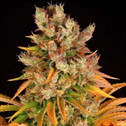 GMO · Dr Green Seeds · semi...
