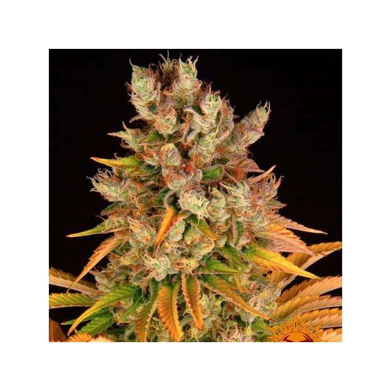 GMO · Dr Green Seeds · semi di canapa all ingrosso · Fem