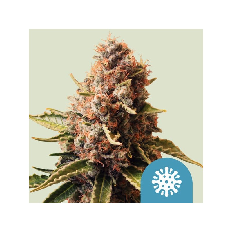 EUPHORIA · Royal Queen Seeds · semi di canapa indiana · Fem