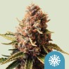 EUPHORIA · Royal Queen Seeds · semi di canapa indiana · Fem