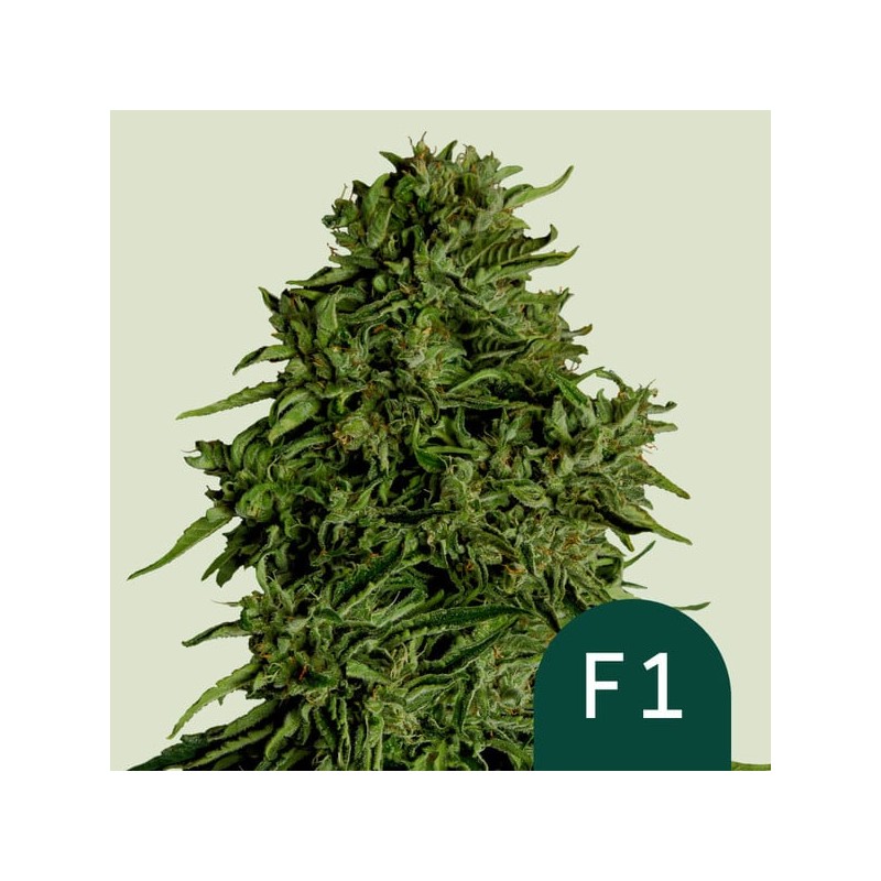 COSMOS F1 CBD · Royal Queen Seeds · sementes de maconha · AutoFem