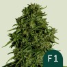 COSMOS F1 CBD · Royal Queen Seeds · kaufen cannabis samen · AutoFem