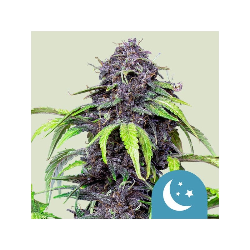PURPLEMATIC CBD · Royal Queen Seeds · semi di canapa indiana · AutoFem