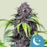 PURPLEMATIC CBD · Royal Queen Seeds · semi di canapa indiana · AutoFem