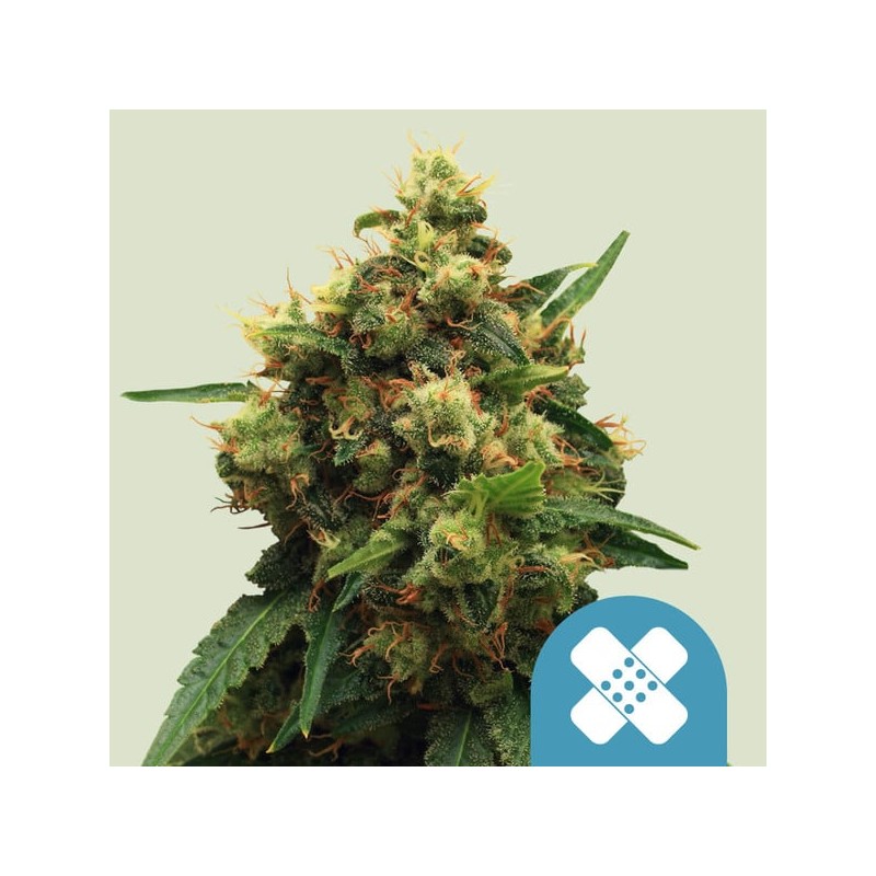 PAINKILLER XL · Royal Queen Seeds · semi di canapa indiana · Fem