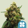 PAINKILLER XL · Royal Queen Seeds · semi di canapa indiana · Fem