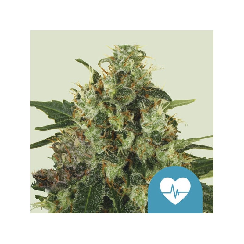 MEDICAL MASS · Royal Queen Seeds · semi di canapa indiana · Fem