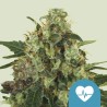 MEDICAL MASS · Royal Queen Seeds · semi di canapa indiana · Fem
