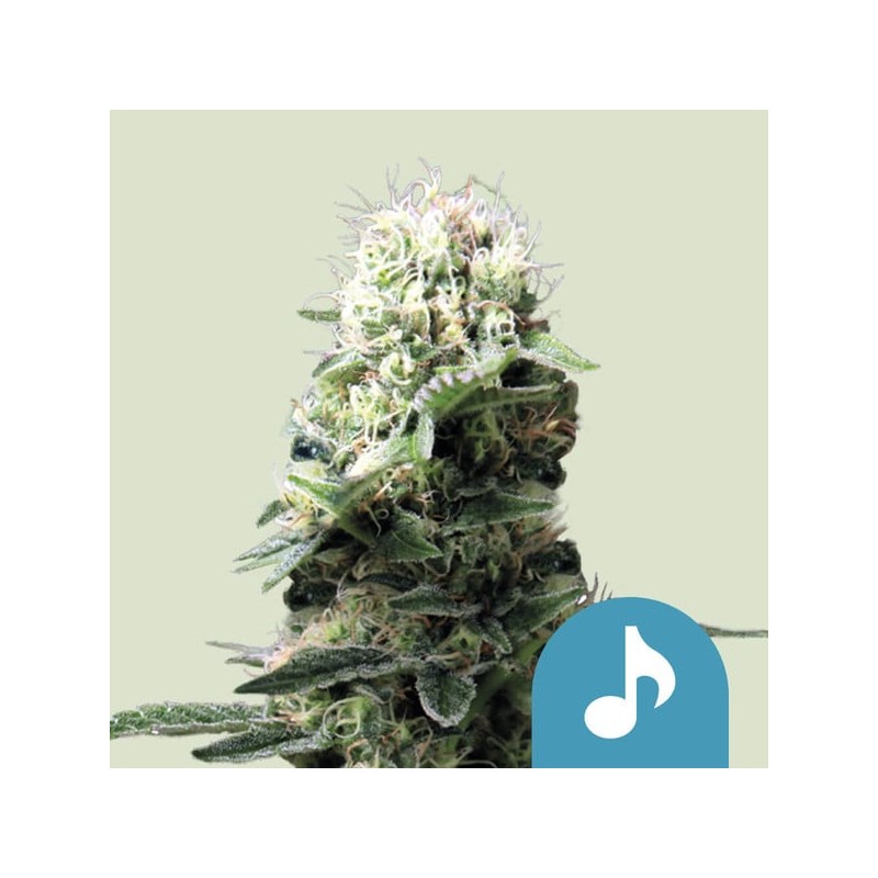DANCE WORLD · Royal Queen Seeds · kaufen cannabis samen · Fem