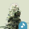 DANCE WORLD · Royal Queen Seeds · kaufen cannabis samen · Fem
