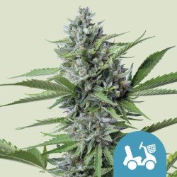 FAST EDDY AUTOMATIC CBD  ·...