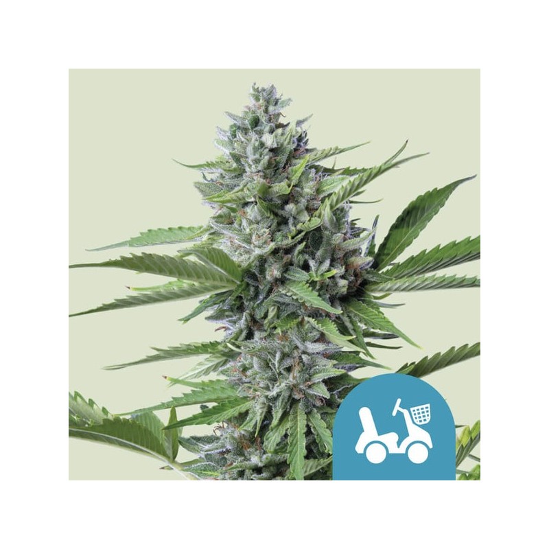 FAST EDDY AUTOMATIC CBD  · semi di canapa indiana · AutoFem