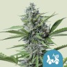 FAST EDDY AUTOMATIC CBD  · semi di canapa indiana · AutoFem