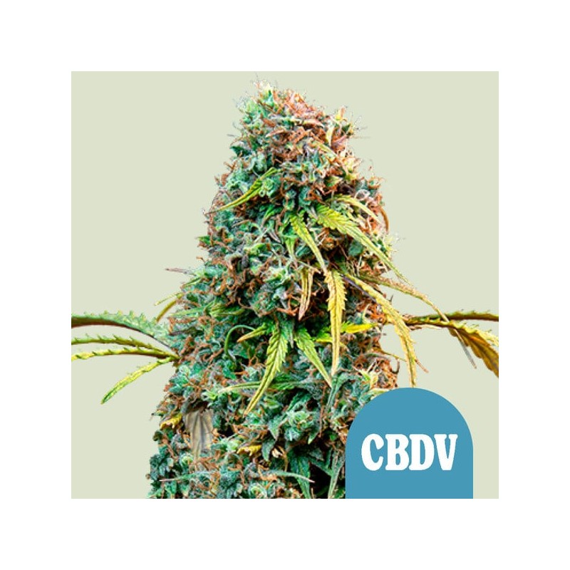 ROYAL CBDV AUTO · Royal Queen Seeds · semi di canapa indiana · AutoFem