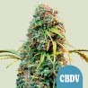 ROYAL CBDV AUTO · Royal Queen Seeds · semi di canapa indiana · AutoFem