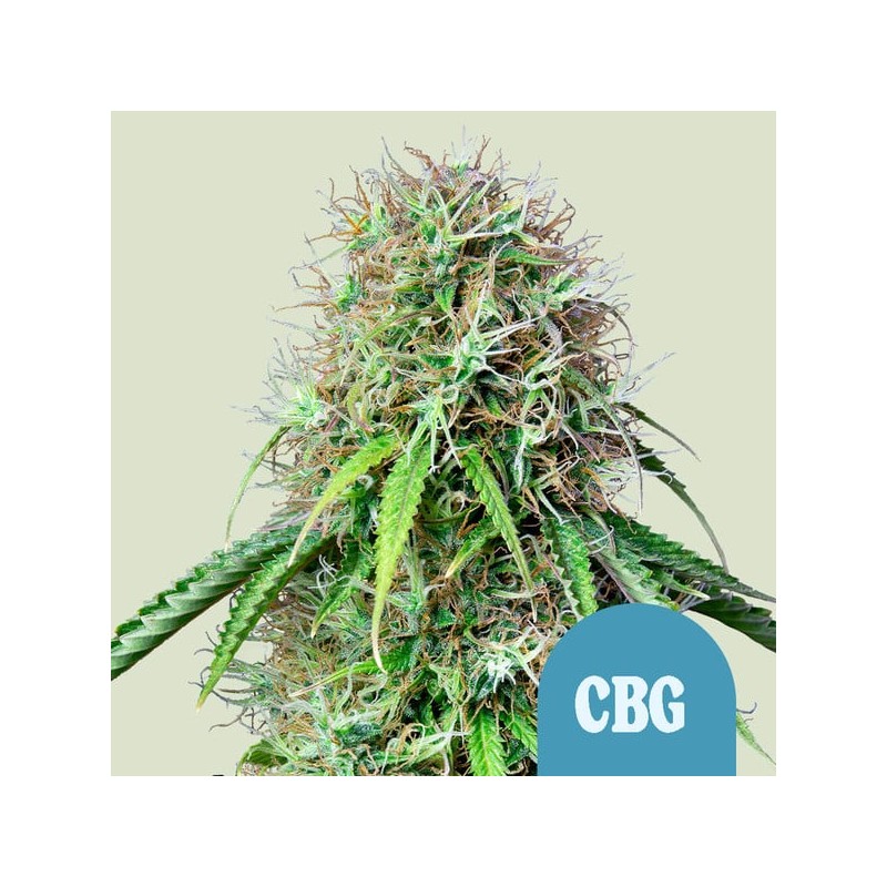 ROYAL CBG AUTO · Royal Queen Seeds · semi di canapa indiana · AutoFem