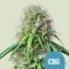 ROYAL CBG AUTO · Royal Queen Seeds · semi di canapa indiana · AutoFem