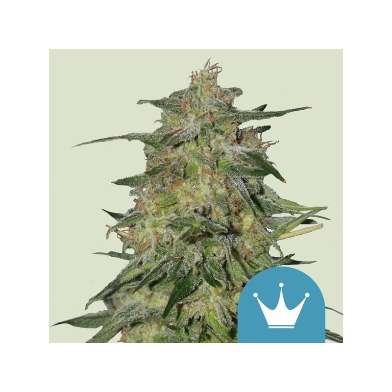 ROYAL HIGHNESS CBD · Royal Queen Seeds · cannabis seeds · Fem