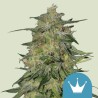 ROYAL HIGHNESS CBD · Royal Queen Seeds · cannabis seeds · Fem
