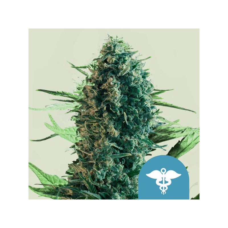 ROYAL MEDIC · Royal Queen Seeds · semi di canapa · Fem