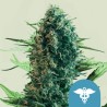 ROYAL MEDIC · Royal Queen Seeds · cannabis seeds · Fem