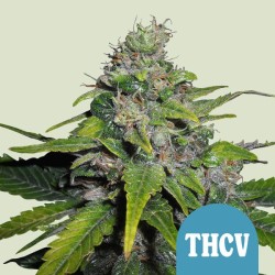 ROYAL THCV CBD · Royal...