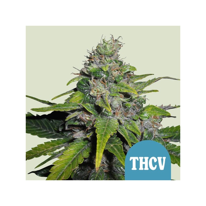 ROYAL THCV CBD · Royal Queen Seeds · semi di canapa indiana · Fem