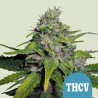 ROYAL THCV CBD · Royal Queen Seeds · cannabis seeds · Fem