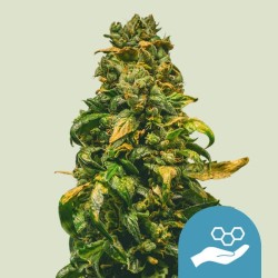 SOLOMATIC CBD · Royal Queen...