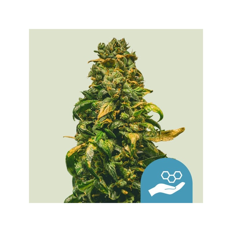 SOLOMATIC CBD · Royal Queen Seeds · semi di canapa indiana · AutoFem