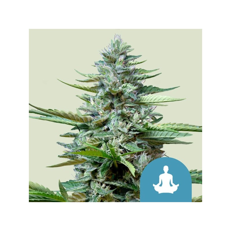 STRESS KILLER AUTOMATIC CBD · Royal Queen Seeds · semi di canapa indiana · AutoFem