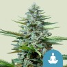STRESS KILLER AUTOMATIC CBD · Royal Queen Seeds · cannabis seeds · AutoFem