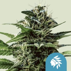 TATANKA PURE CBD · semi di...